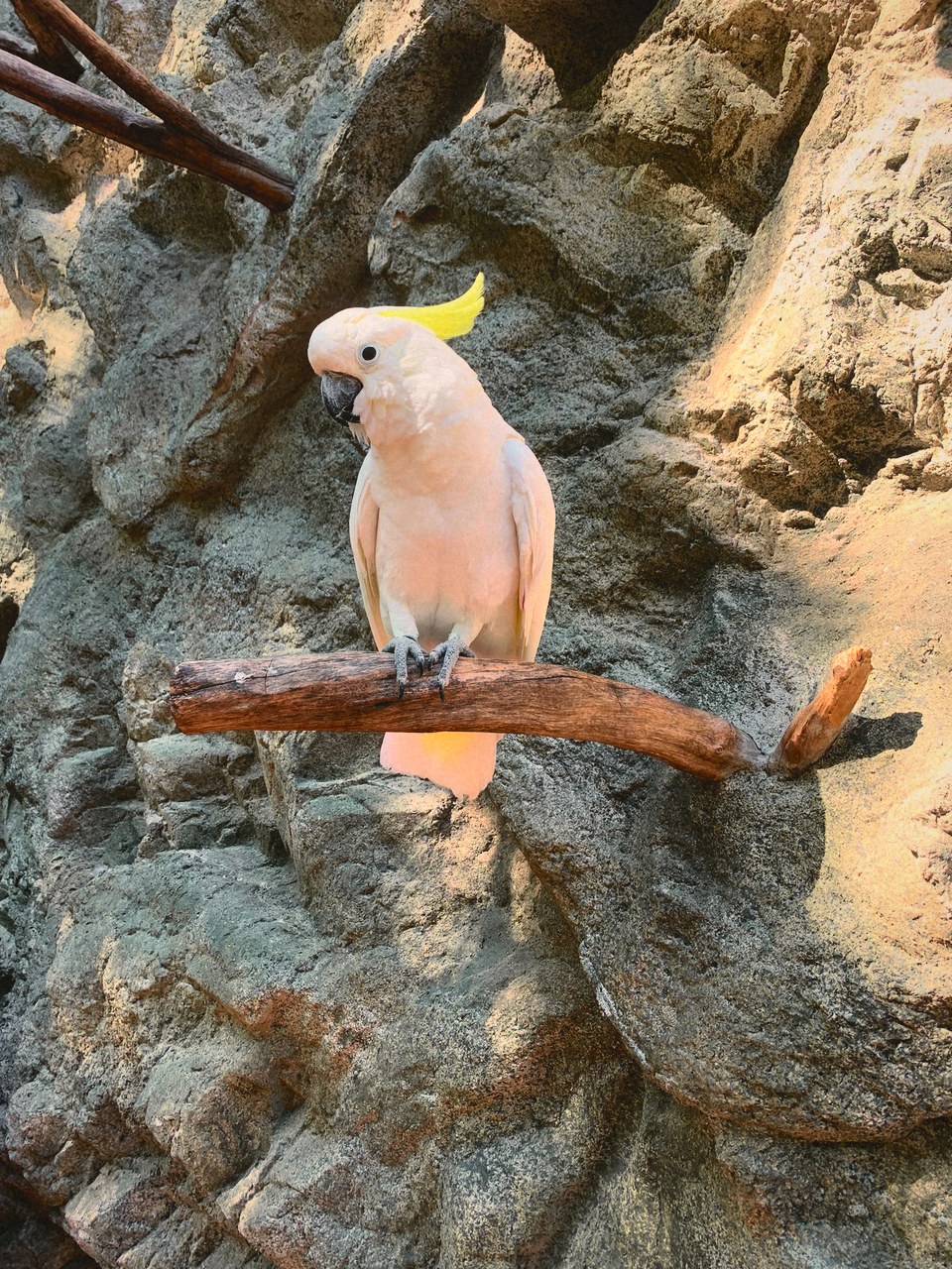 Uma cacatua num poleiro, diante de uma parede de rocha